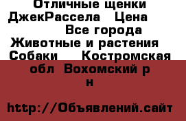 Отличные щенки ДжекРассела › Цена ­ 50 000 - Все города Животные и растения » Собаки   . Костромская обл.,Вохомский р-н